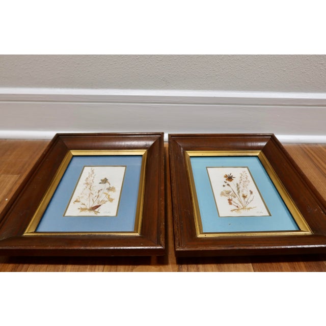 Blue Vintage Erika Originals Swiss Pressed Botanical Flower Art, Pair — Matted & Framed Alpine Wildflowers For Sale - Image 8 of 10
