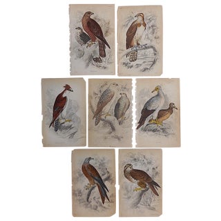 Antique Birds of Prey Engravings - Set of 7 For Sale