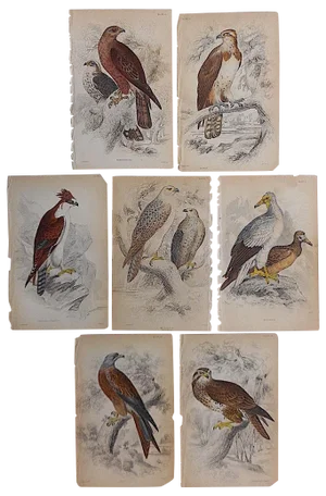 Antique Birds of Prey Engravings - Set of 7