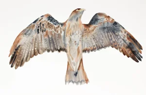 "Flying Hawk No. 3" - Bird of Prey Wildlife Nature Illustration - Original Watercolor Painting by Elizabeth Becker