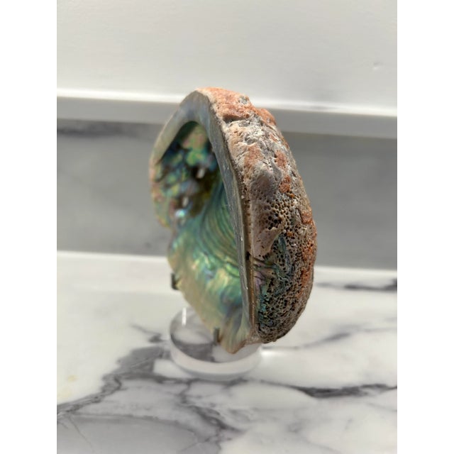 Contemporary 1950s Abalone Shell on Acrylic Stand For Sale - Image 3 of 7