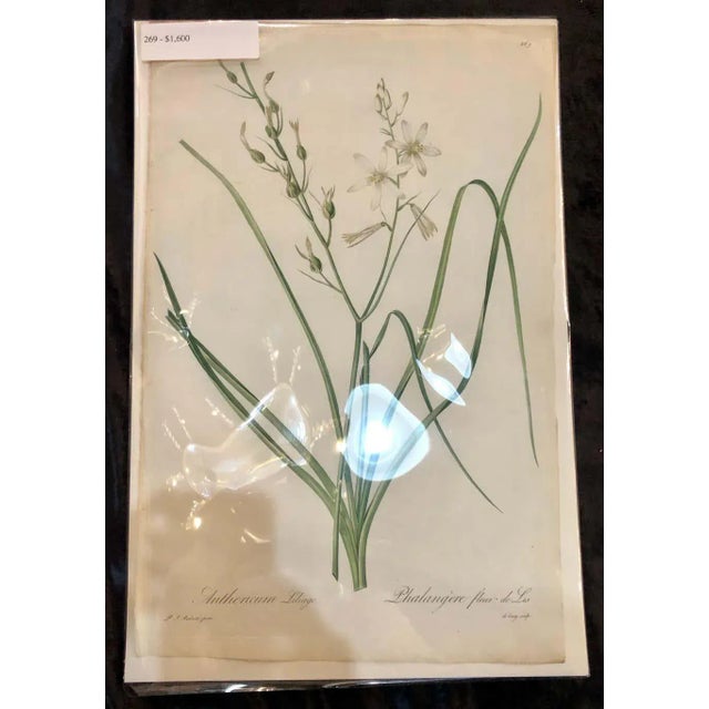 Phalangium Liliago Hand Colored Engraving Signed p.j. Redoute For Sale - Image 10 of 13
