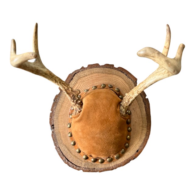 Vintage Mounted Deer Antlers on Live-Edge Wood Plaque For Sale