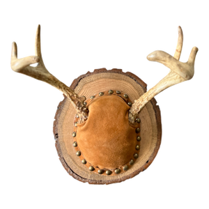 Vintage Mounted Deer Antlers on Live-Edge Wood Plaque