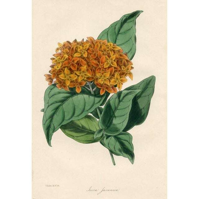 Original early 1800s hand colored botanical print that appeared in the "Magazine of Botany", a British horticultural...