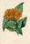 Original early 1800s hand colored botanical print that appeared in the "Magazine of Botany", a British horticultural...