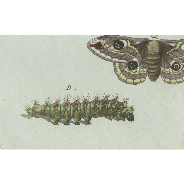 Paper Bertuch, Three Moths and Metamorphosis, 1800, Engraving For Sale - Image 7 of 11