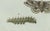 Paper Bertuch, Three Moths and Metamorphosis, 1800, Engraving For Sale - Image 7 of 11