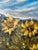 2020s Original Pacific Northwest Landscape Painting – Icicle Ridge, Leavenworth by Francisco Peña – Framed 21” X 17” For Sale - Image 5 of 10