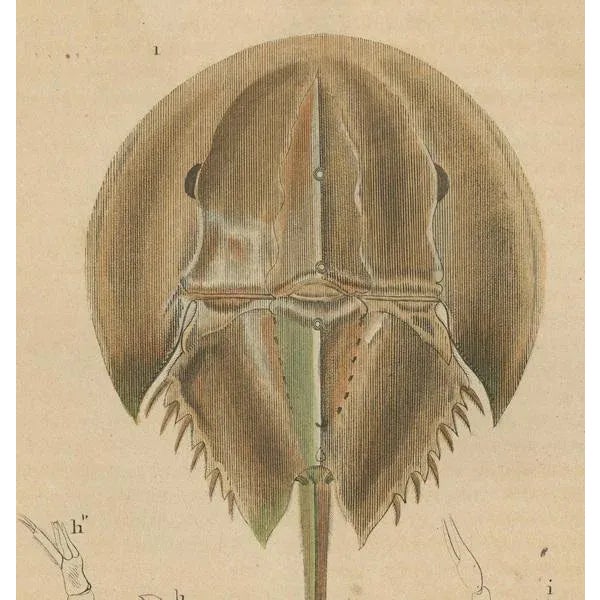 Mid 19th Century Pierre Auguste Joseph Drapiez, Anatomy of the Atlantic Horseshoe Crab, 1845, Engraving on Paper For Sale - Image 5 of 6