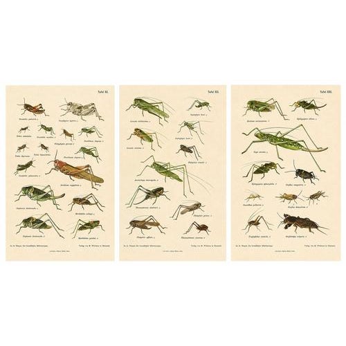 Monumental Orthoptera of Central Europe, 1908, Lithograph, Set of 3 For Sale - Image 3 of 11