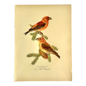 Birds of Sweden Chromolithograph Loxia Curvirostra