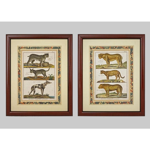 Early 19th Century Animal Engraving Leopard Dog Antique Framed - a Pair For Sale - Image 4 of 4