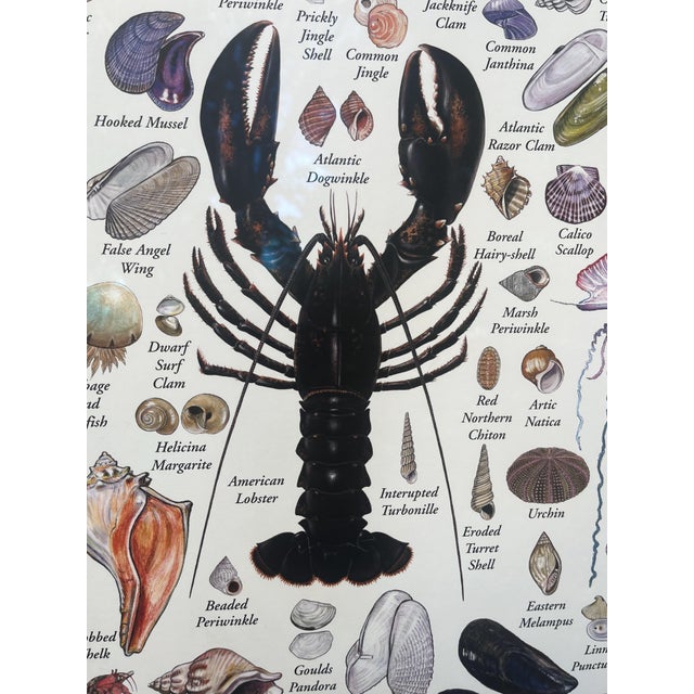 Nautical Poster of Shells & Beach Life of the New England Coast Framed Under Glass For Sale In Providence - Image 6 of 9