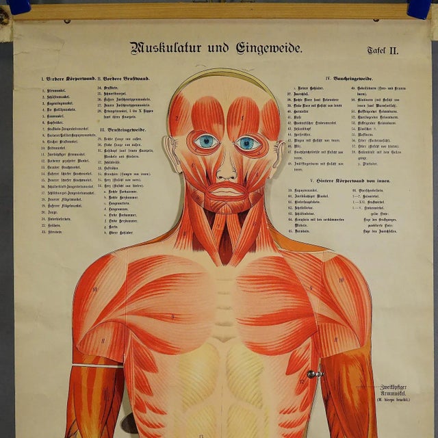 Mid-Century Modern Antique Foldable Anatomical Wall Chart Depicting Human Musculature For Sale - Image 3 of 10