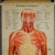 Mid-Century Modern Antique Foldable Anatomical Wall Chart Depicting Human Musculature For Sale - Image 3 of 10