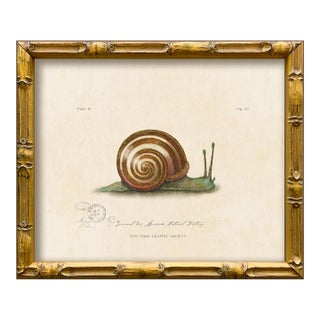 Reproduction Vintage "Garden Friends" Art Print (3), Framed Snail For Sale