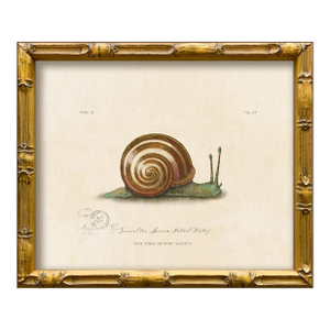 Reproduction Vintage "Garden Friends" Art Print (3), Framed Snail