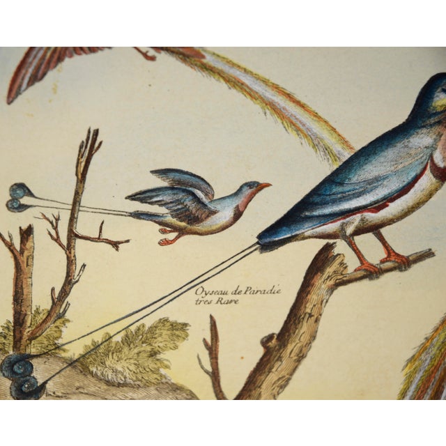 "Collection of the Most Rare Birds" - Hand Watercolor Engraving by Nicolas Robert For Sale In Monterey, CA - Image 6 of 7