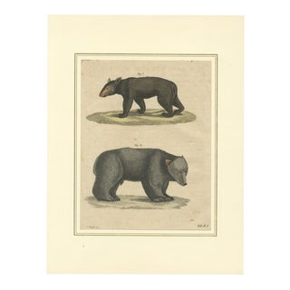 Bertuch, Tapir & Bear Zoological, 1800, Engraving For Sale