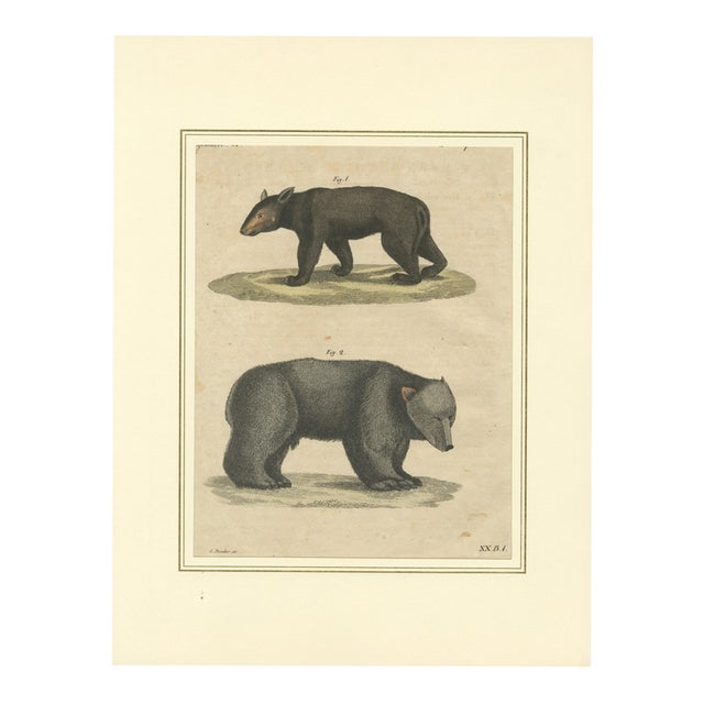 Bertuch, Tapir & Bear Zoological, 1800, Engraving For Sale