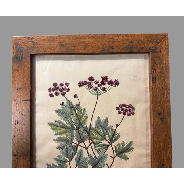 Late 19th Century Antique Custom Rustic Country Framed Botanical Flower Print For Sale - Image 5 of 8