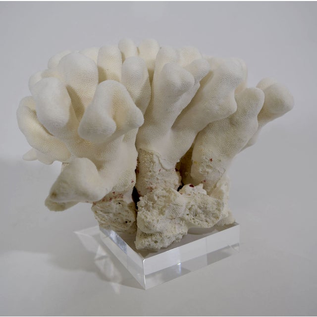 Large Cats Paw Coral on Lucite Base For Sale - Image 4 of 4