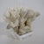 Large Cats Paw Coral on Lucite Base For Sale - Image 4 of 4
