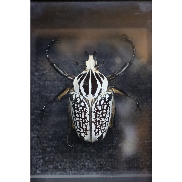 Framed Eastern Goliath Beetle Specimen in Glass Shadow Box For Sale In Philadelphia - Image 6 of 7
