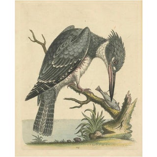 George Edwards, The American Belted Kingfisher in Its Natural Habitat, 1749, Print For Sale
