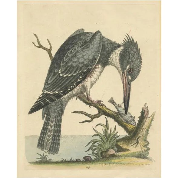George Edwards, The American Belted Kingfisher in Its Natural Habitat, 1749, Print For Sale