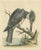 George Edwards, The American Belted Kingfisher in Its Natural Habitat, 1749, Print For Sale