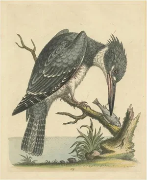 George Edwards, The American Belted Kingfisher in Its Natural Habitat, 1749, Print