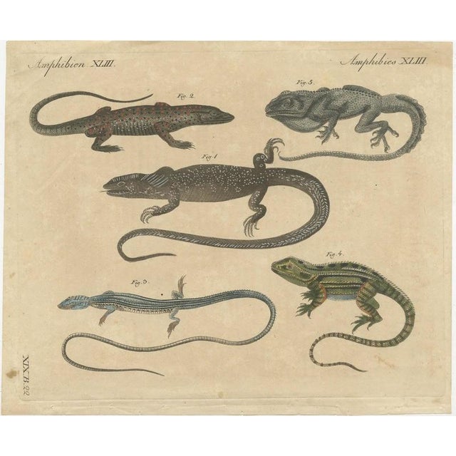Bertuch, Five Exotic Lizards, 1820, Print For Sale - Image 3 of 12