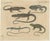 Bertuch, Five Exotic Lizards, 1820, Print For Sale - Image 3 of 12
