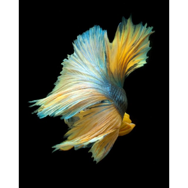 Beta 87 Fine Art Photograph For Sale