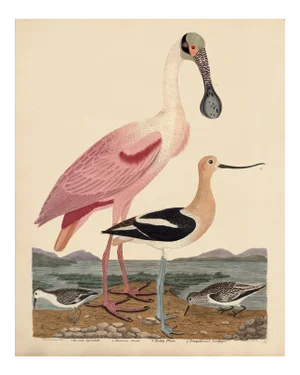 Wilson Pink Spoonbill Inches - 24x30
