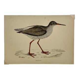 Antique Bird Print From England Showcasing a Red Shank - Circa 1880 For Sale