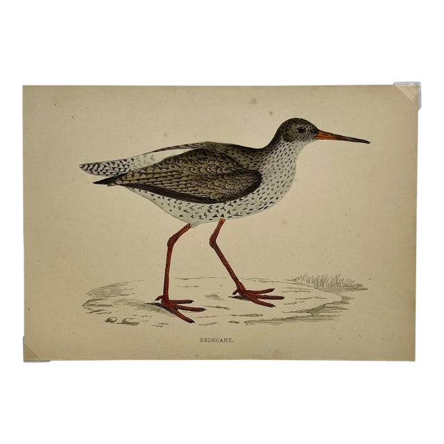 Antique Bird Print From England Showcasing a Red Shank - Circa 1880 For Sale