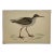 Antique Bird Print From England Showcasing a Red Shank - Circa 1880 For Sale
