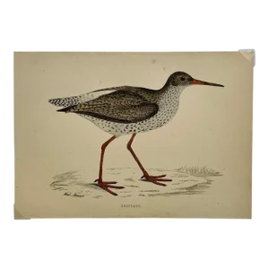 Antique Bird Print From England Showcasing a Red Shank - Circa 1880