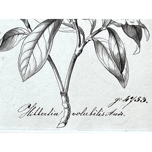 Black Original Antique Botanical Watercolor and Ink Painting by A. G. Weiss Circa 1865 For Sale - Image 8 of 8