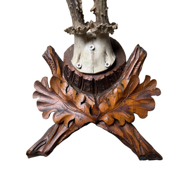 Roe Deer Trophy 186 Black Forset Antlers Mount For Sale - Image 4 of 5