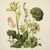This fine art print reproduces a beautifully detailed 19th-century botanical illustration depicting an elegant arrangement...