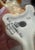 FIne Porcelin Basset Hound For Sale In Cleveland - Image 6 of 6