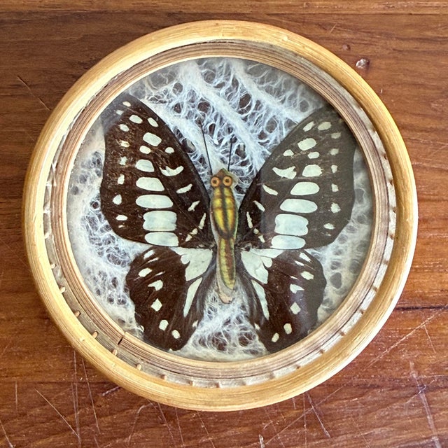 Tan Vintage Bamboo-Framed Coasters With Pressed Butterflies For Sale - Image 8 of 9