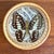 Tan Vintage Bamboo-Framed Coasters With Pressed Butterflies For Sale - Image 8 of 9