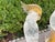 Glass 1950s Pair of Murano Glass Parrots For Sale - Image 7 of 11