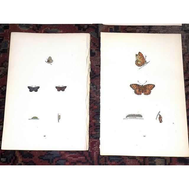 Authentic Antique 19th Century Hand Colored Butterfly Lithographs - Set of 11 For Sale - Image 4 of 9