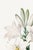 Paper Madonna Lily, Vintage Botanical Art Print Reproduction by Pierre-Joseph Redouté, 40" X 60" For Sale - Image 7 of 10